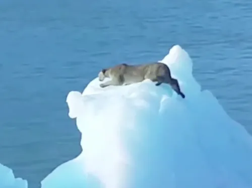 Un puma aperçu sur un iceberg à la dérive (Vidéo)